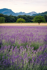 Fototapeta na wymiar Rural scenery with trees, lavender field, wheat field, straw bales and mountains in the background in the south of France (Drome)