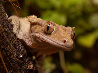 close up of a crested gecko