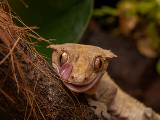 close up of a crested gecko tongue out