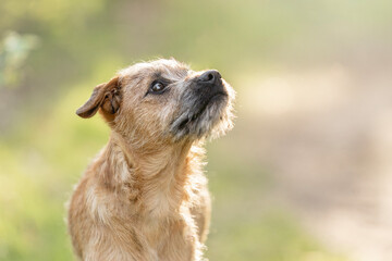 Dutch Smoushond puppy dog very cute and beige from colour in spring time with fresh green