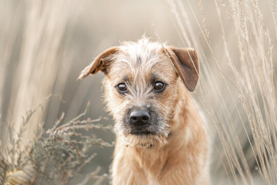 Dutch Smoushond puppy dog portrait very cute and beige from colour in spring time with fresh beige grass