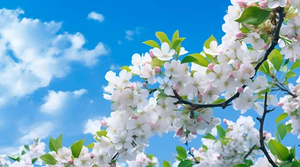 Cherry blossom branch white flowers on sunny blue sky. Springtime flowering beautiful nature landscape. Floral wallpaper photo design