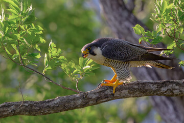 枝にとまるハヤブサ
