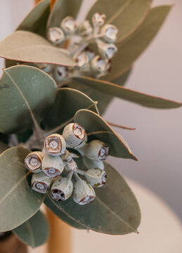 Tetragona gumnuts close up