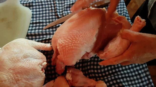 Cutting chicken meat. A female person cuts an organically raised chicken with a sharp knife