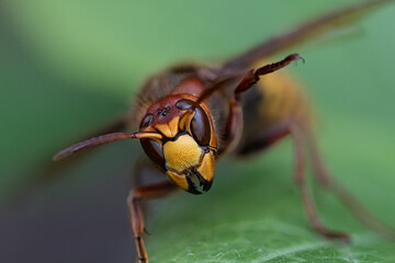 Macro en face low angel view of giant hornet (Vespa crabro), horizontal