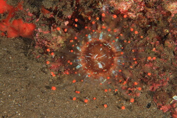 Beautiful orange anemone with its polyps open during the marine night at the foot of the reef