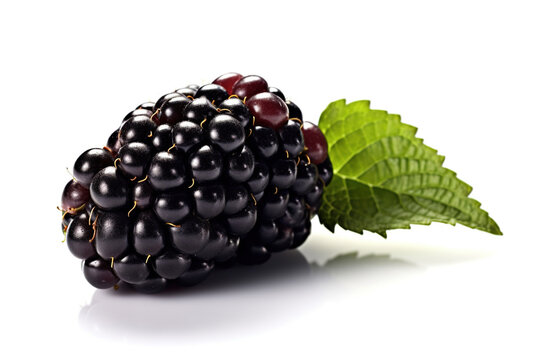 blackberry isolated on white