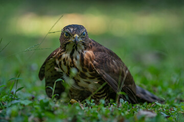 A crested goshawk on a grass field with natural background, Accipiter trivirgatus 