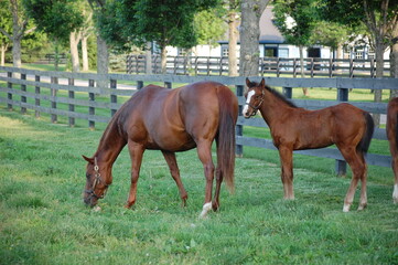 Mare and foal on a Kentucky horse farm