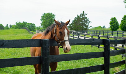 Horse looking over a black board fence