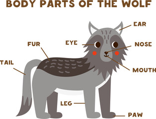 Body parts of the cute wolf. Scheme for children.