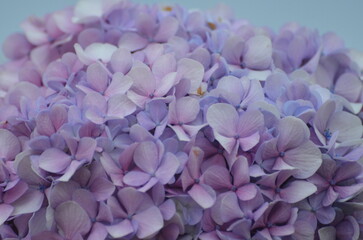 Purple hydrangea flowers on a blue background close up.