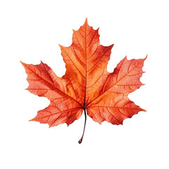 Top view perfect orange sugar maple leaf isolated on cutout PNG transparent background. Generative AI - obrazy, fototapety, plakaty
