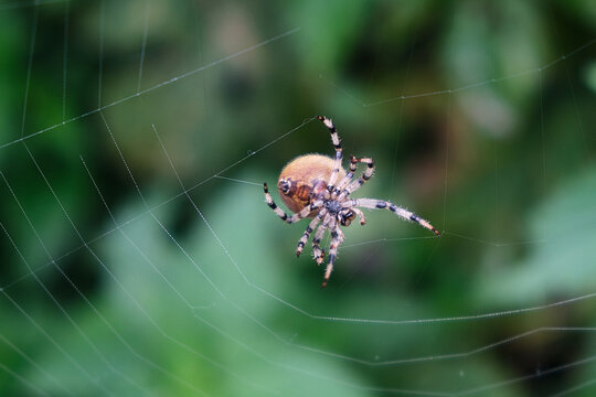 macro photo Close-up of a spider on a web against a background of green leaves