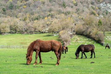 Chevaux dans une pâture