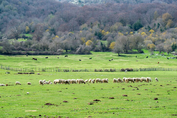 Fototapeta na wymiar Troupeau de moutons dans une pâture
