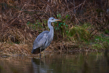 Grey heron,, Ardea cinerea,, in its natural environment, Danubian wetland, Slovakia