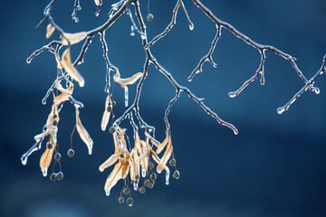 Icicles on icy tree branches. temperature swing season and winter weather in autumn