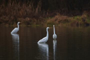 Great egret ,,Ardea alba,, in its natural environment, Danubian wetland, Slovakia