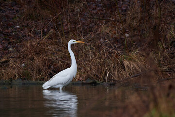 Great egret ,,Ardea alba,, in its natural environment, Danubian wetland, Slovakia