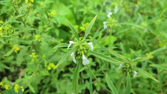 Leucas aspera. Also known as Common leucas, Thumba, Wild ocinum, Thumbai.