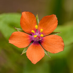red flower of scarlet pimpernel (Anagallis arvensis) aka red pimpernel, red chickweed, poor man's barometer, poor man's or shepherd's weather glass or clock