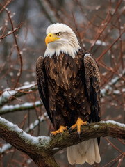Bald eagle on a tree branch in search of prey