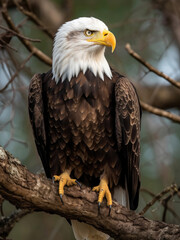 Obraz premium Bald eagle on a tree branch in search of prey