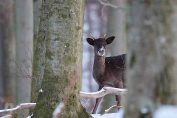 Fallow deer,, dama dama,, in amazing Carpathian forest, Slovakia