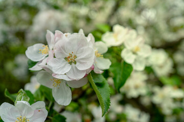Blooming apple tree in a beautiful garden. Close-up. Concept. card, postcard, wallpaper, printed products.