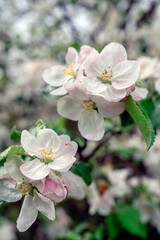 Blooming apple tree in a beautiful garden. Close-up. Concept. card, postcard, wallpaper, printed products.