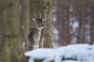Fallow deer,, dama dama,, in amazing Carpathian forest, Slovakia