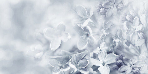 Floral  white   background. Lilac flowers background. Nature.