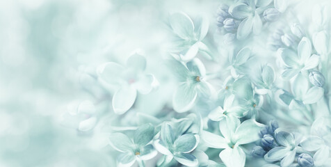 Floral  spring background. Lilac flowers background. Nature.