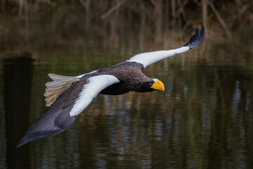 Obraz premium Steller's Sea Eagle - Haliaeetus pelagicus, beautiful iconic large eagle from Eastern Asia sea coasts, Pacific ocean, Japan.