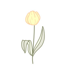 illustration of a tulip