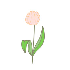 pink tulip flower