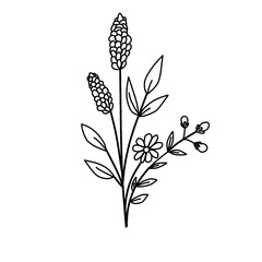 black and white butterfly