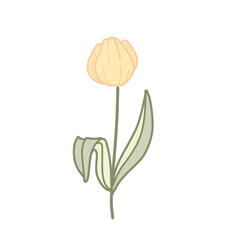 illustration of a tulip