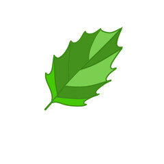 leaf isolated on white