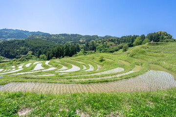 千葉県鴨川市　新緑時期の大山千枚田