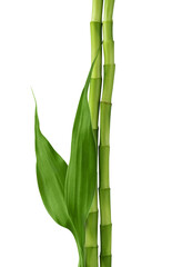 Branches of bamboo isolated on transparent background. Bamboo shoots with bamboo leaves for design.