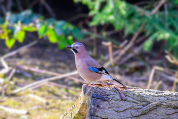 Eurasian Jay, Garrulus glandarius, Perched on a tree stump.