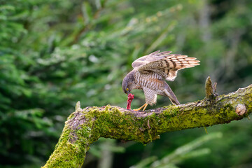 Sparowhawk, Acipiter Nisus, Perched on a moss covered branch eating prey