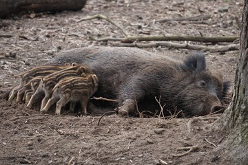 wild boar piglet