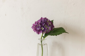 Stylish purple hydrangea on tile shelf on rustic wall background. Beautiful flowers in glass vase gathered from garden, summer floral arrangement in modern room in home.