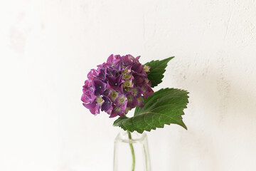 Stylish purple hydrangea on tile shelf on rustic wall background. Beautiful flowers in glass vase gathered from garden, summer floral arrangement in modern room in home.