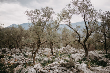 Fototapeta na wymiar Landscape, three trees in stones against the backdrop of mountains, in cloudy weather