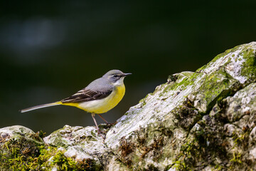Grey wagtail, Motacilla cinerea, perched on a rock in a river.